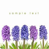 微信风信子头像_高清风信子花朵图片大全