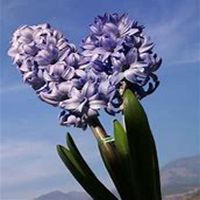 微信风信子头像_高清风信子花朵图片大全