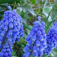 微信风信子头像_高清风信子花朵图片大全