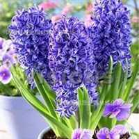 微信风信子头像_高清风信子花朵图片大全