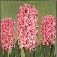 微信风信子头像_高清风信子花朵图片大全