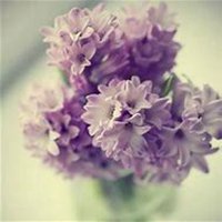 微信风信子头像_高清风信子花朵图片大全