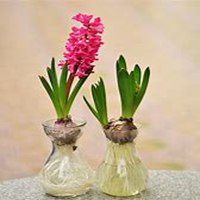 微信风信子头像_高清风信子花朵图片大全