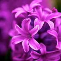 微信风信子头像_高清风信子花朵图片大全