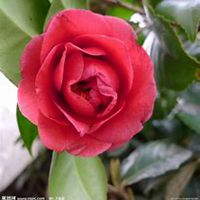 微信高清山茶花头像