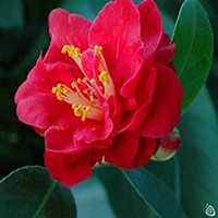 微信高清山茶花头像