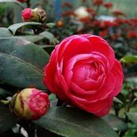 微信高清山茶花头像