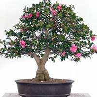 微信高清山茶花头像