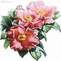 微信高清山茶花头像