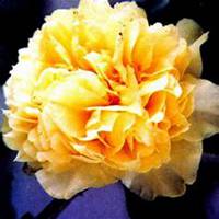 微信高清山茶花头像