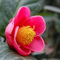 微信高清山茶花头像