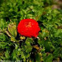 微信高清山茶花头像