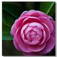 微信高清山茶花头像