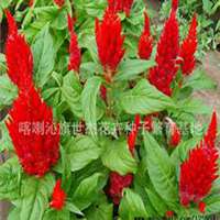 微信鸡冠花头像_高清鸡冠花花朵图片大全