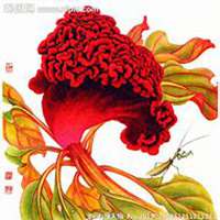微信鸡冠花头像_高清鸡冠花花朵图片大全