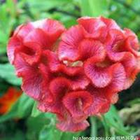 微信鸡冠花头像_高清鸡冠花花朵图片大全