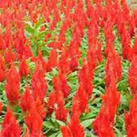 微信鸡冠花头像_高清鸡冠花花朵图片大全