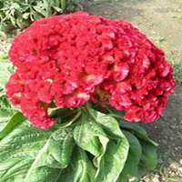 微信鸡冠花头像_高清鸡冠花花朵图片大全