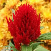 微信鸡冠花头像_高清鸡冠花花朵图片大全