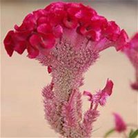 微信鸡冠花头像_高清鸡冠花花朵图片大全