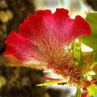 微信鸡冠花头像_高清鸡冠花花朵图片大全