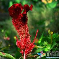 微信鸡冠花头像_高清鸡冠花花朵图片大全