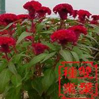 微信鸡冠花头像_高清鸡冠花花朵图片大全