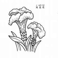 微信鸡冠花头像_高清鸡冠花花朵图片大全