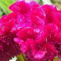 微信鸡冠花头像_高清鸡冠花花朵图片大全