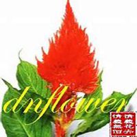 微信鸡冠花头像_高清鸡冠花花朵图片大全