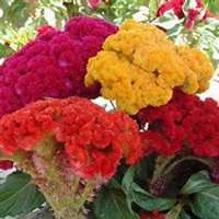 微信鸡冠花头像_高清鸡冠花花朵图片大全