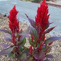 微信鸡冠花头像_高清鸡冠花花朵图片大全