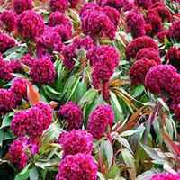 微信鸡冠花头像_高清鸡冠花花朵图片大全