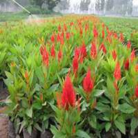 微信鸡冠花头像_高清鸡冠花花朵图片大全