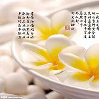 微信鸡蛋花头像_高清鸡蛋花花朵图片大全