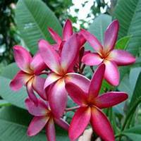 微信鸡蛋花头像_高清鸡蛋花花朵图片大全