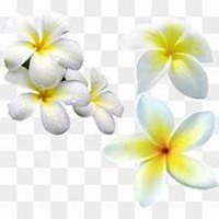 微信鸡蛋花头像_高清鸡蛋花花朵图片大全