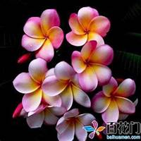 微信鸡蛋花头像_高清鸡蛋花花朵图片大全