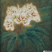 微信鸡蛋花头像_高清鸡蛋花花朵图片大全