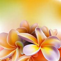 微信鸡蛋花头像_高清鸡蛋花花朵图片大全