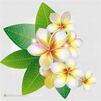 微信鸡蛋花头像_高清鸡蛋花花朵图片大全