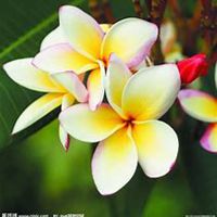 微信鸡蛋花头像_高清鸡蛋花花朵图片大全