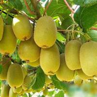 微信黄金果头像_高清黄金果花朵图片大全