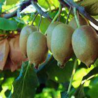 微信黄金果头像_高清黄金果花朵图片大全