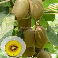 微信黄金果头像_高清黄金果花朵图片大全