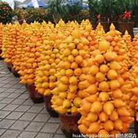 微信黄金果头像_高清黄金果花朵图片大全