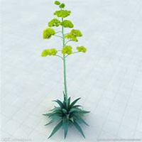 微信龙舌兰头像_高清龙舌兰花朵图片大全