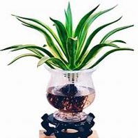 微信龙舌兰头像_高清龙舌兰花朵图片大全