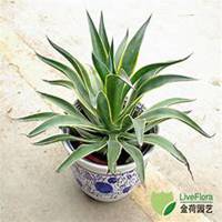 微信龙舌兰头像_高清龙舌兰花朵图片大全