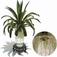 微信龙舌兰头像_高清龙舌兰花朵图片大全